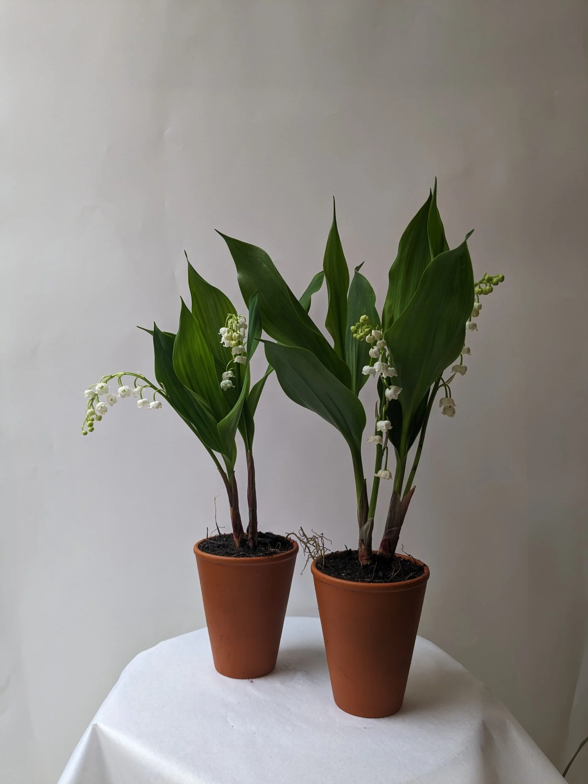Pot de muguet du Var, par Ziggy, fleuriste à Marseille