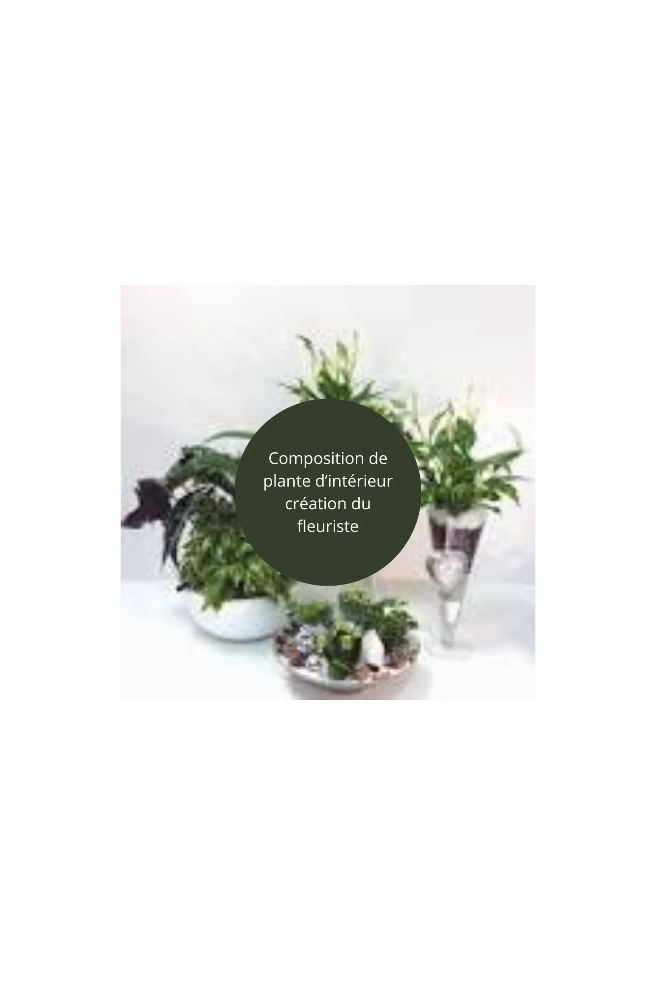 Composition de plante d’intérieure, par Fleurs de Lotus, fleuriste à Le Havre