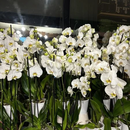 “Orchidée Blanche”, par Les Lys d'Auteuil, fleuriste à Paris