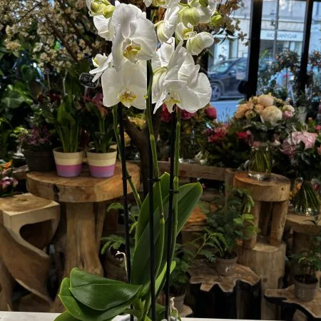 “Orchidée Blanche”, par Les Lys d'Auteuil, fleuriste à Paris