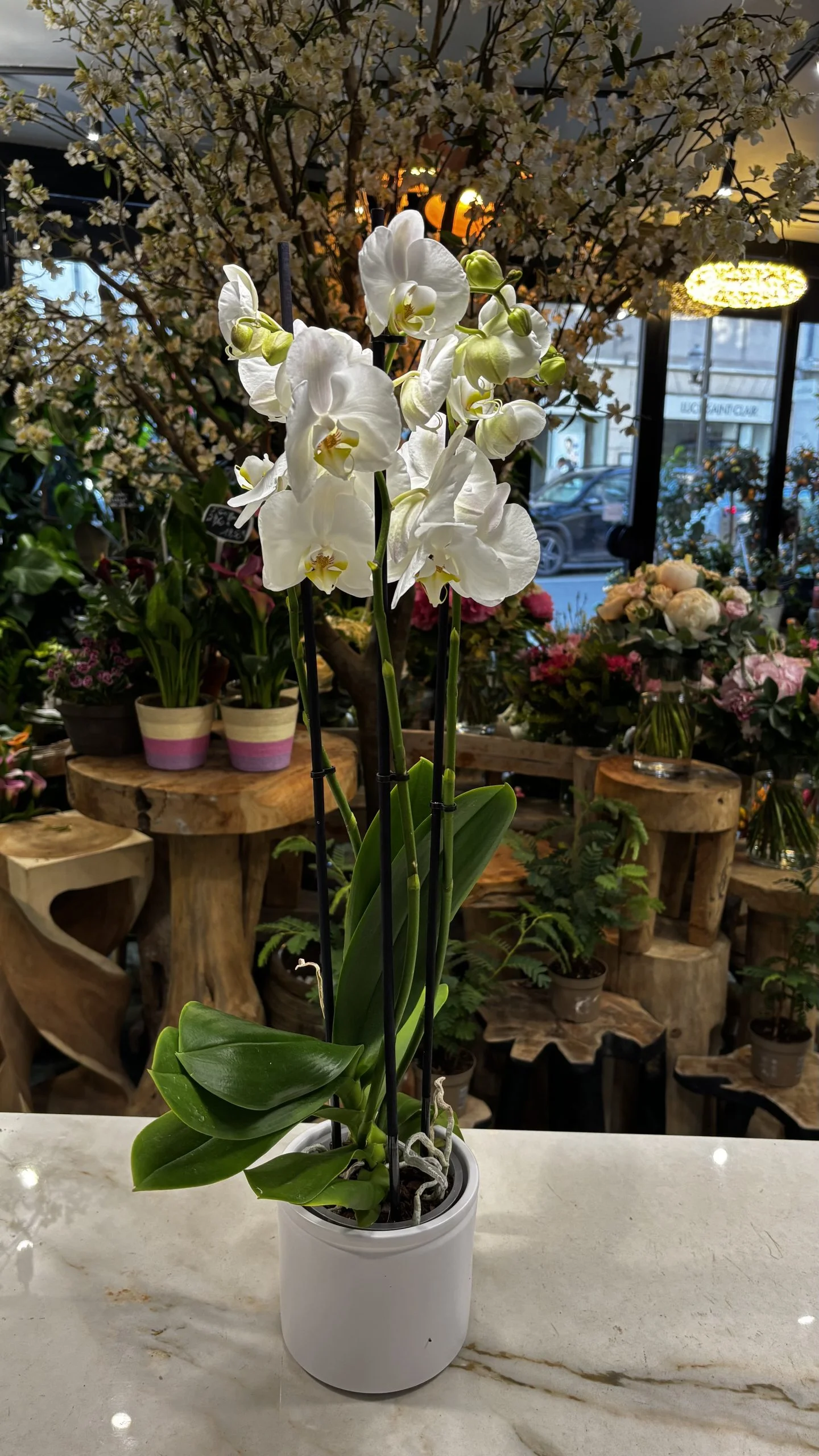“Orchidée Blanche”, par Les Lys d'Auteuil, fleuriste à Paris