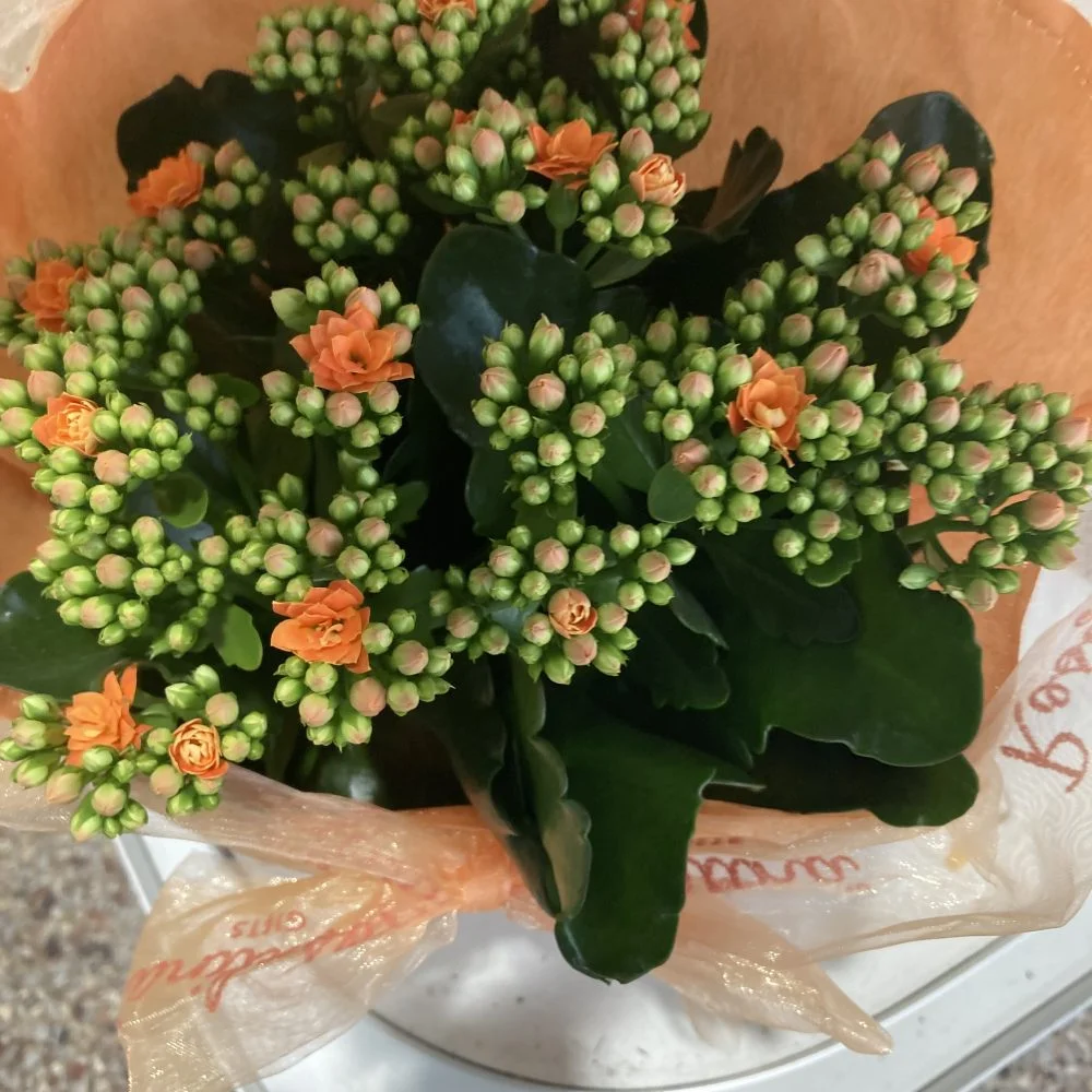 Coupe de plante, par BOUTIQUE GENEVE FLEUR, fleuriste à Lourdes