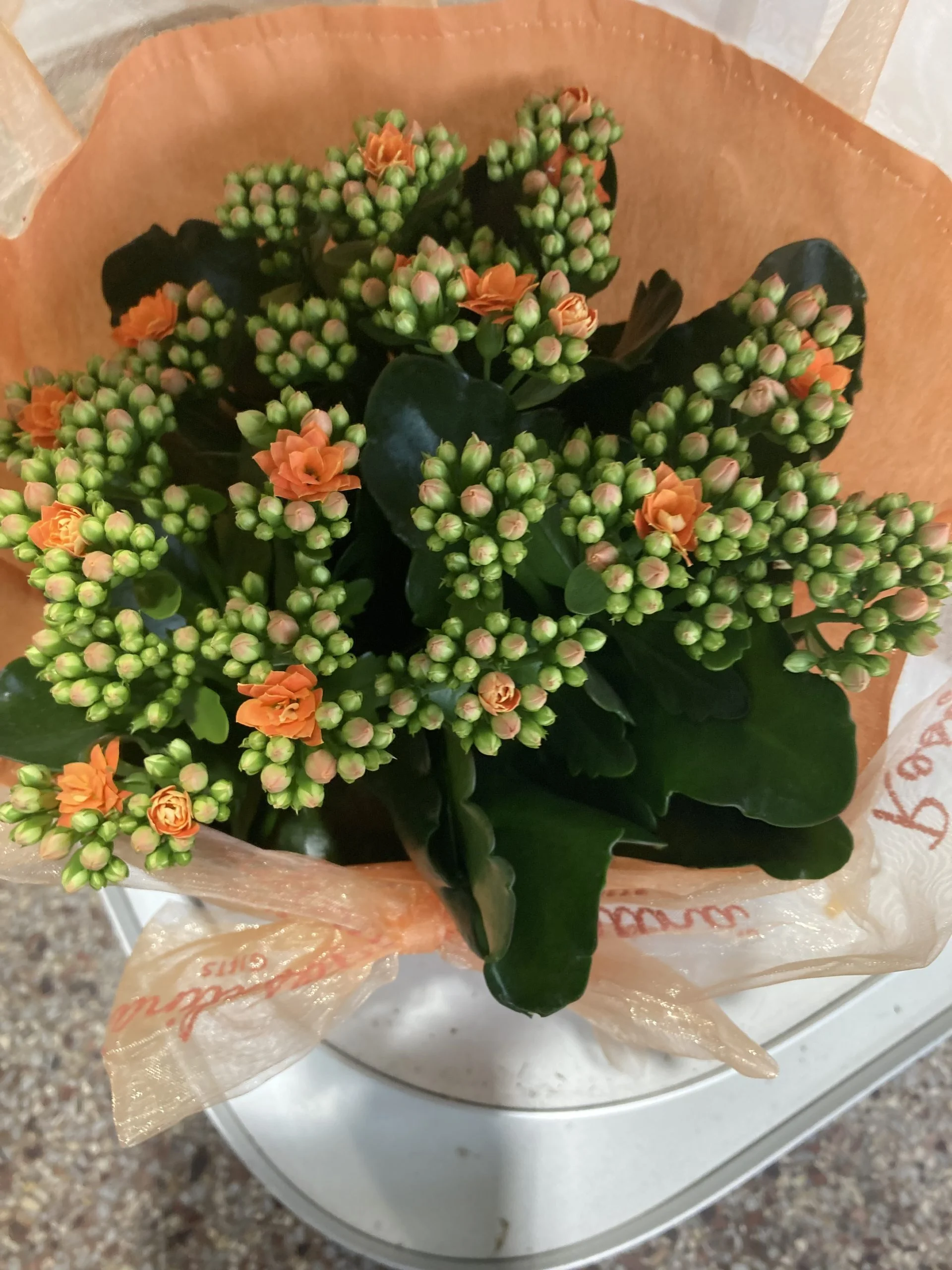 Coupe de plante, par BOUTIQUE GENEVE FLEUR, fleuriste à Lourdes