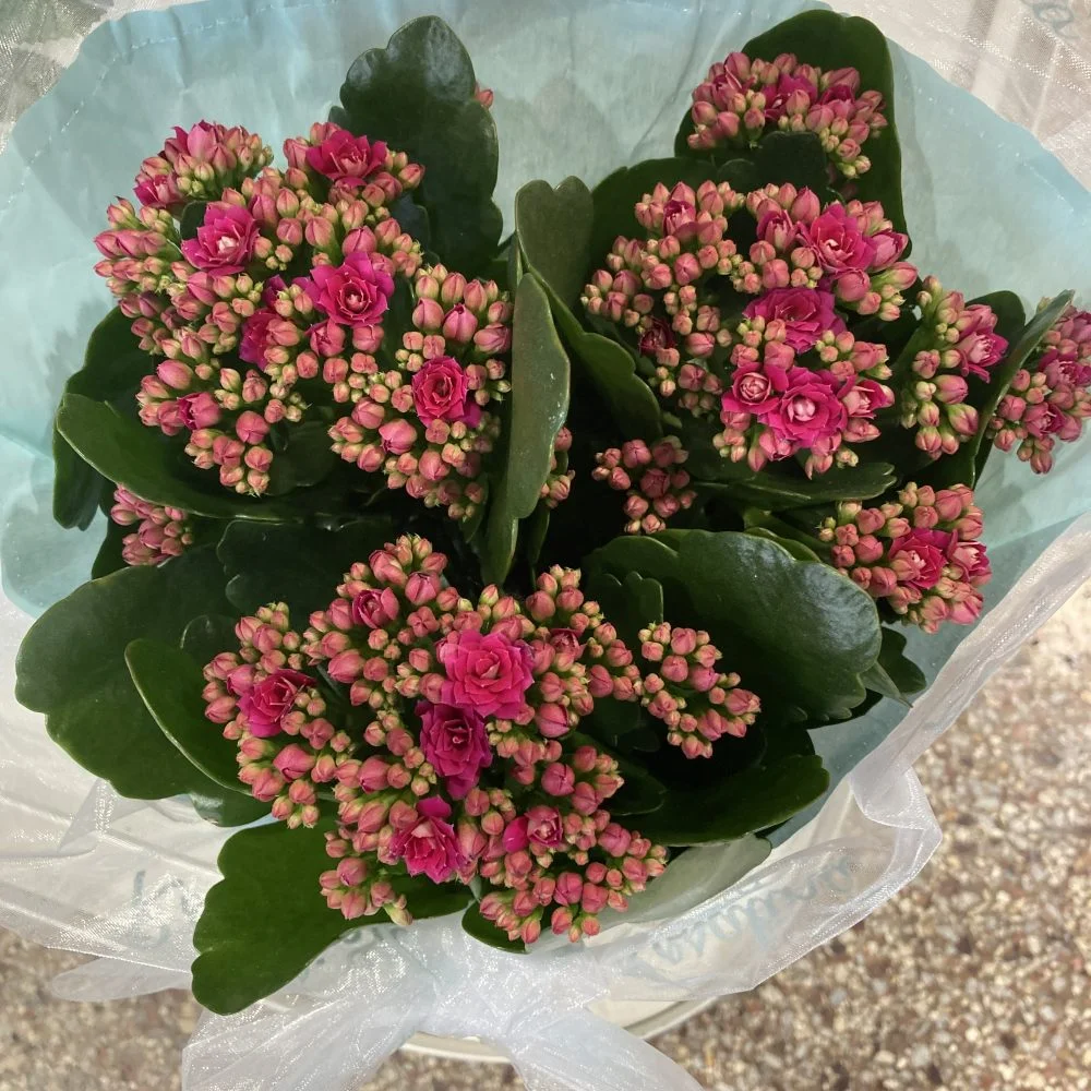 Coupe de plante, par BOUTIQUE GENEVE FLEUR, fleuriste à Lourdes