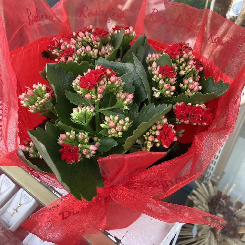 Coupe de plante, par BOUTIQUE GENEVE FLEUR, fleuriste à Lourdes