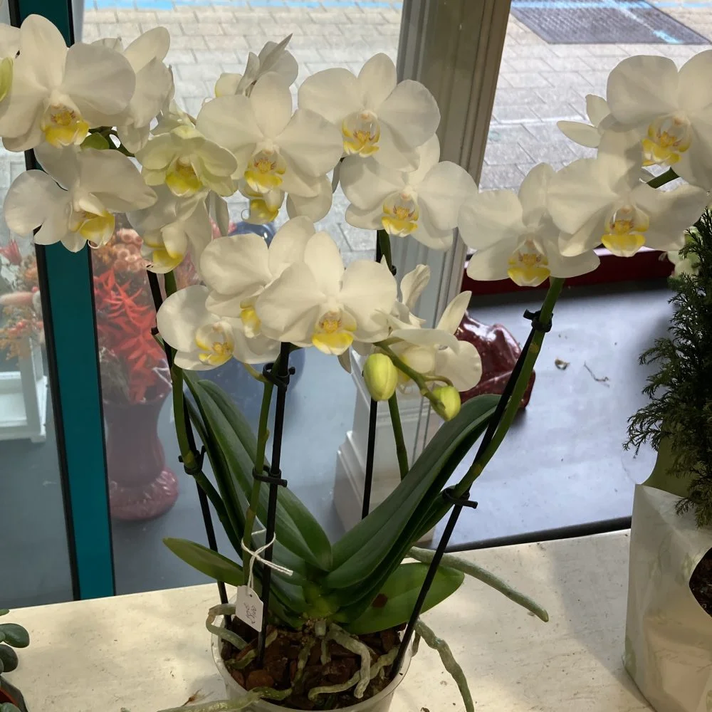 ORCHIDÉE, par BOUTIQUE GENEVE FLEUR, fleuriste à Lourdes