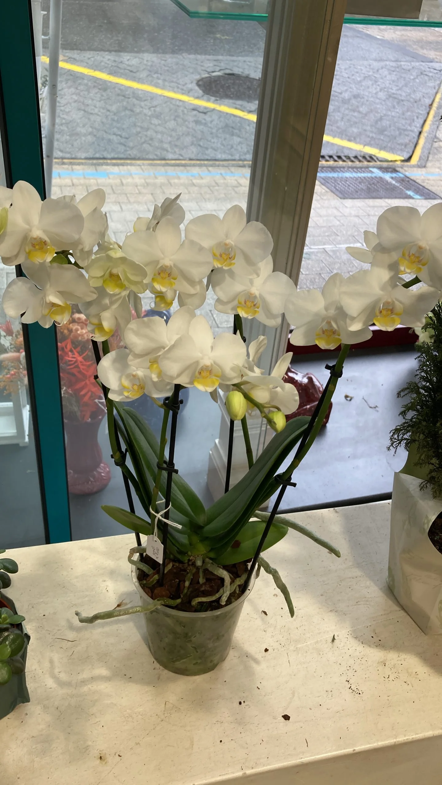 ORCHIDÉE, par BOUTIQUE GENEVE FLEUR, fleuriste à Lourdes