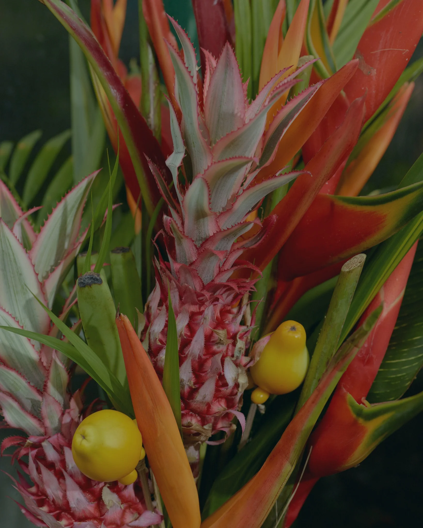 Les plus belles fleurs Exotiques livrées par votre artisan fleuriste