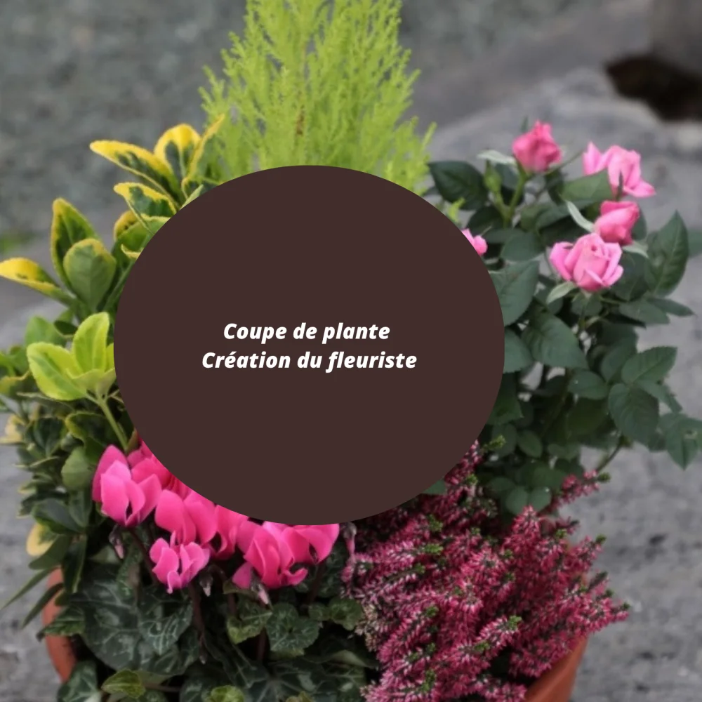 Coupe de plantes souvenir du fleuriste, par Fleurs de Lotus, fleuriste à Le Havre