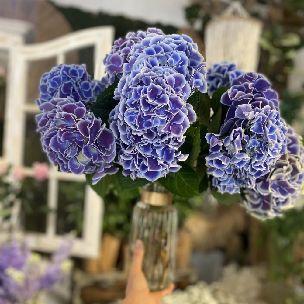 Pepite de saison, produit local: Les hortensias, par Magnolia Fleuriste, fleuriste à Antibes