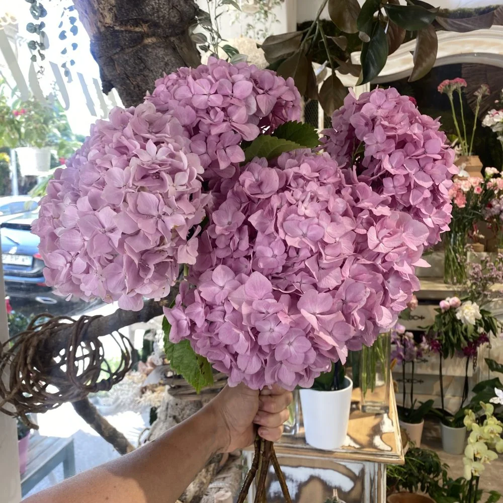 Pepite de saison, produit local: Les hortensias, par Magnolia Fleuriste, fleuriste à Antibes