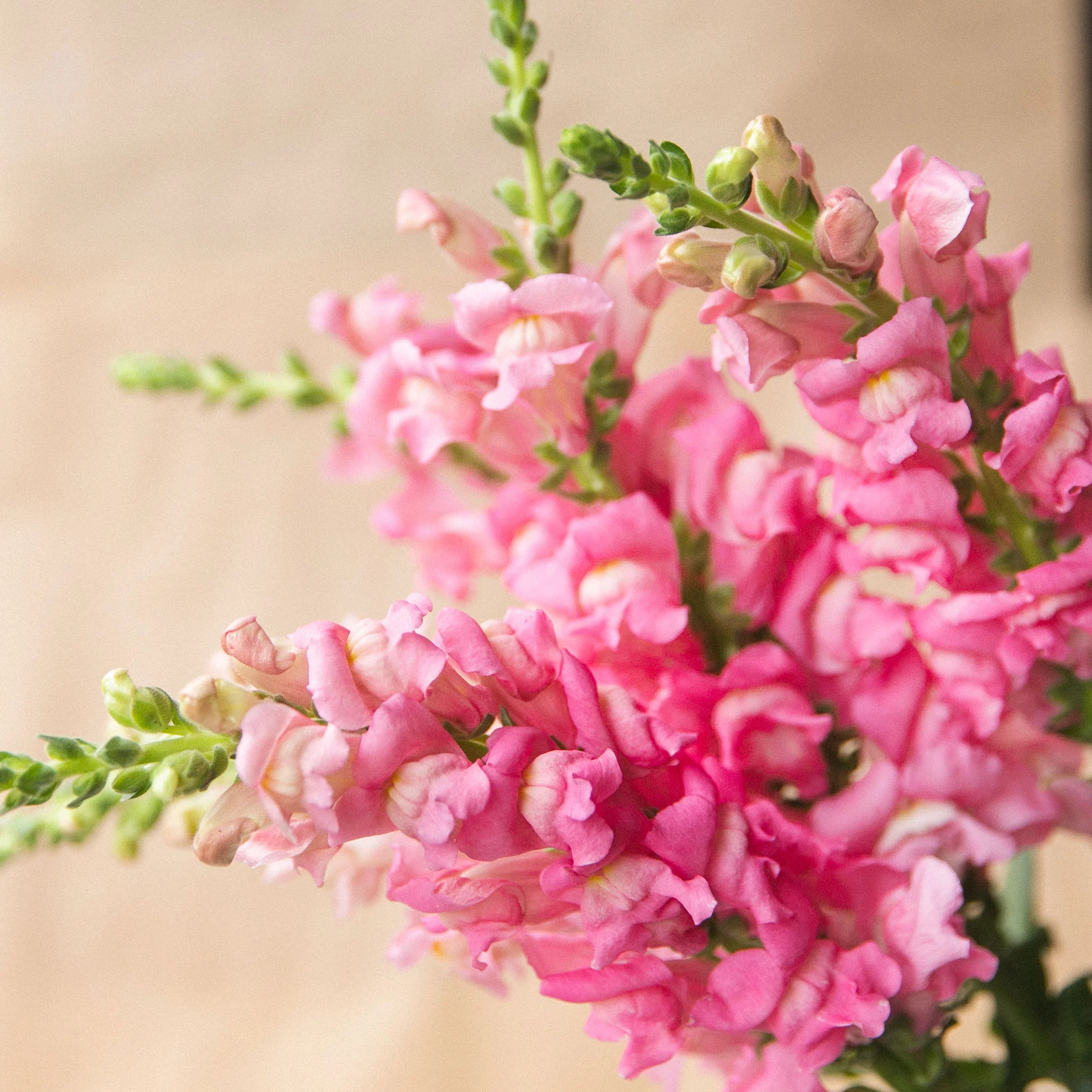 The most beautiful seasonal flowers, delivered by your local florist
