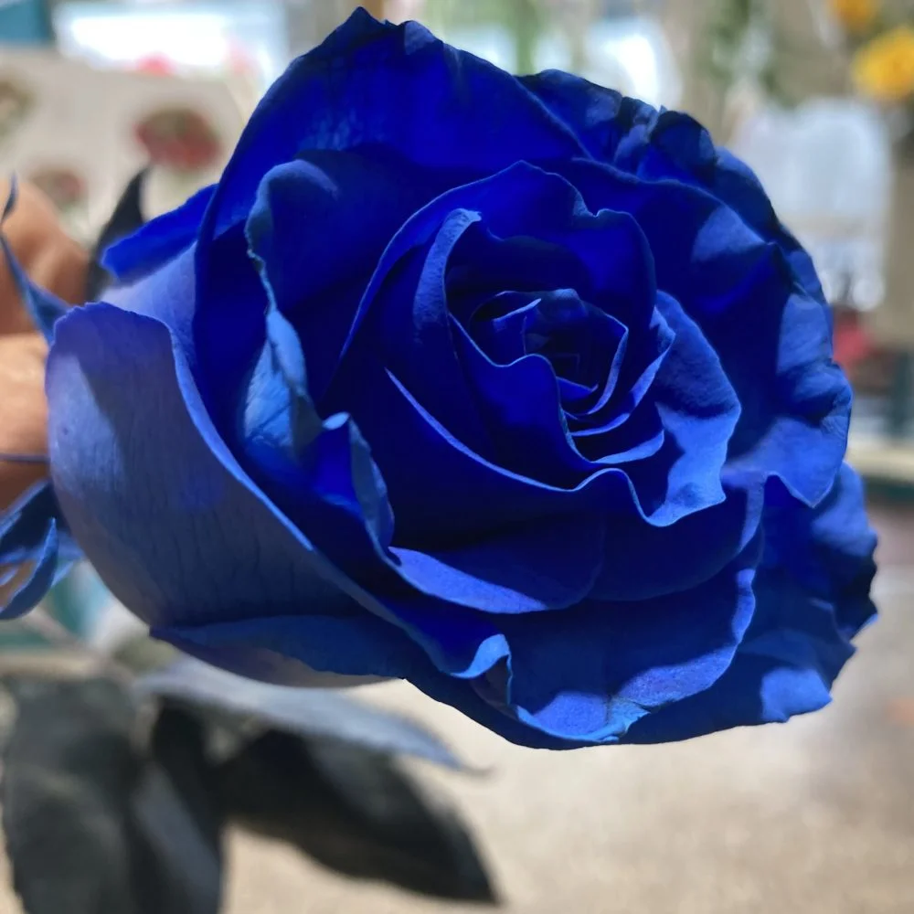 ROSE BLEUE, par BOUTIQUE GENEVE FLEUR, fleuriste à Lourdes