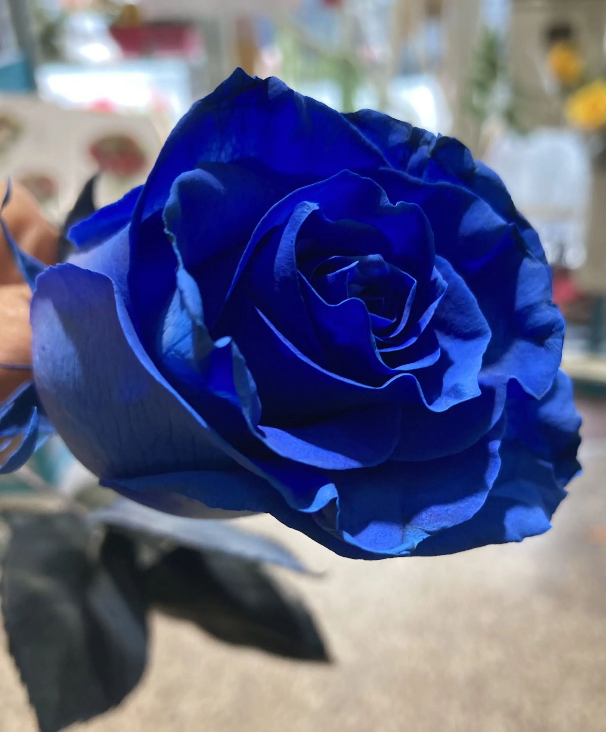ROSE BLEUE, par BOUTIQUE GENEVE FLEUR, fleuriste à Lourdes