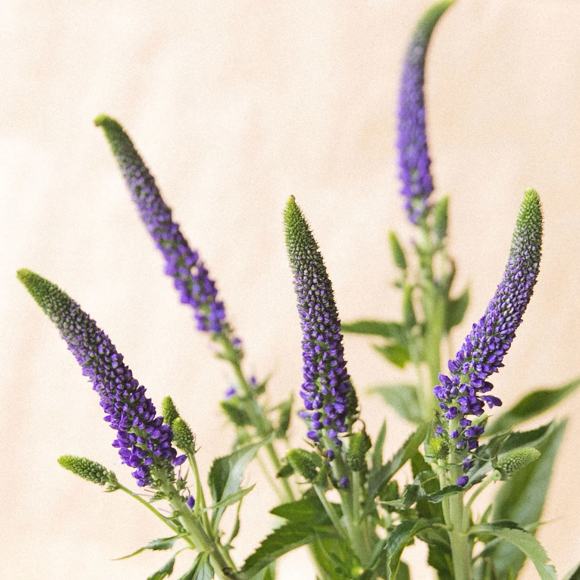 The most beautiful seasonal flowers, delivered by your local florist