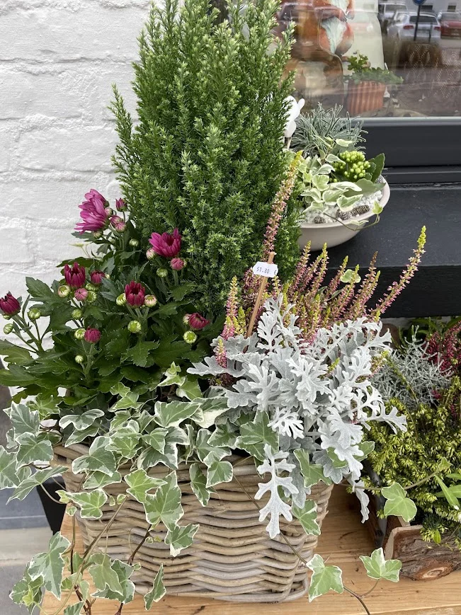 Composition de plantes extérieures, par Cannelle Orange Comines-Warneton, fleuriste à Comines-Warneton