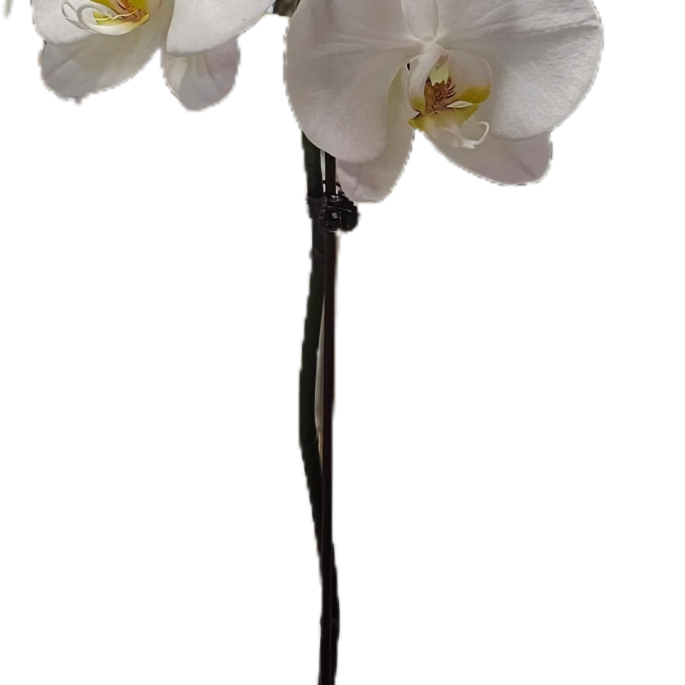 Phalaenopsis 1TIGE, par Ti Fleur Lakour, fleuriste à Saint-Joseph