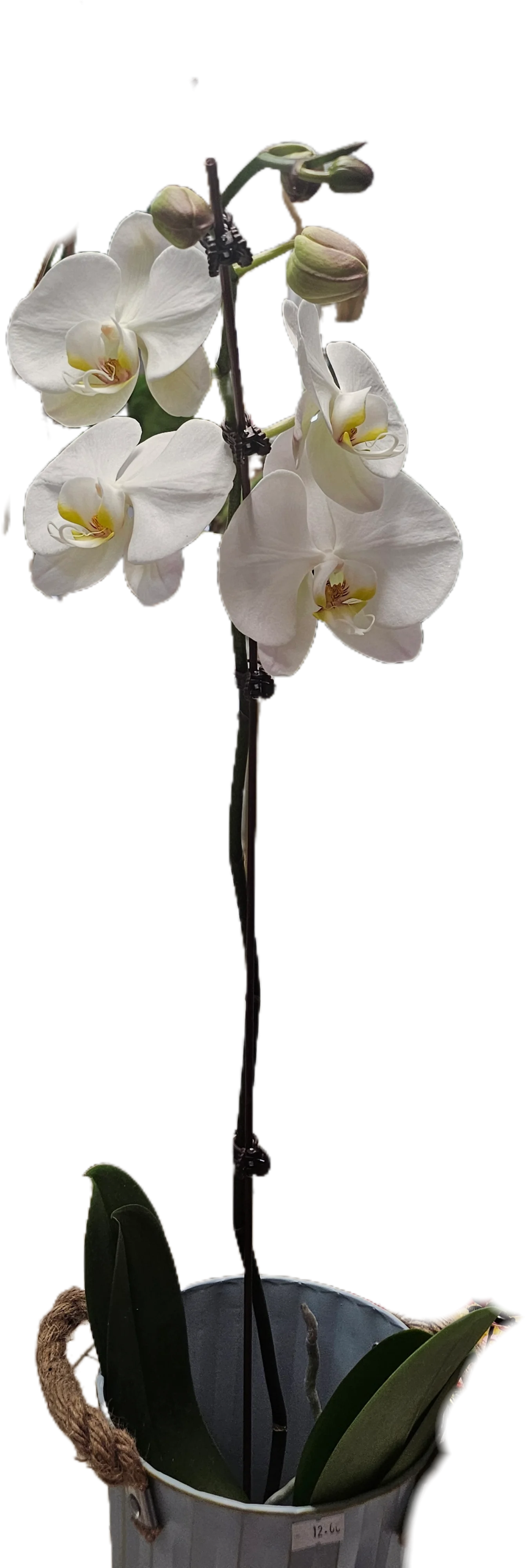 Phalaenopsis 1TIGE, par Ti Fleur Lakour, fleuriste à Saint-Joseph