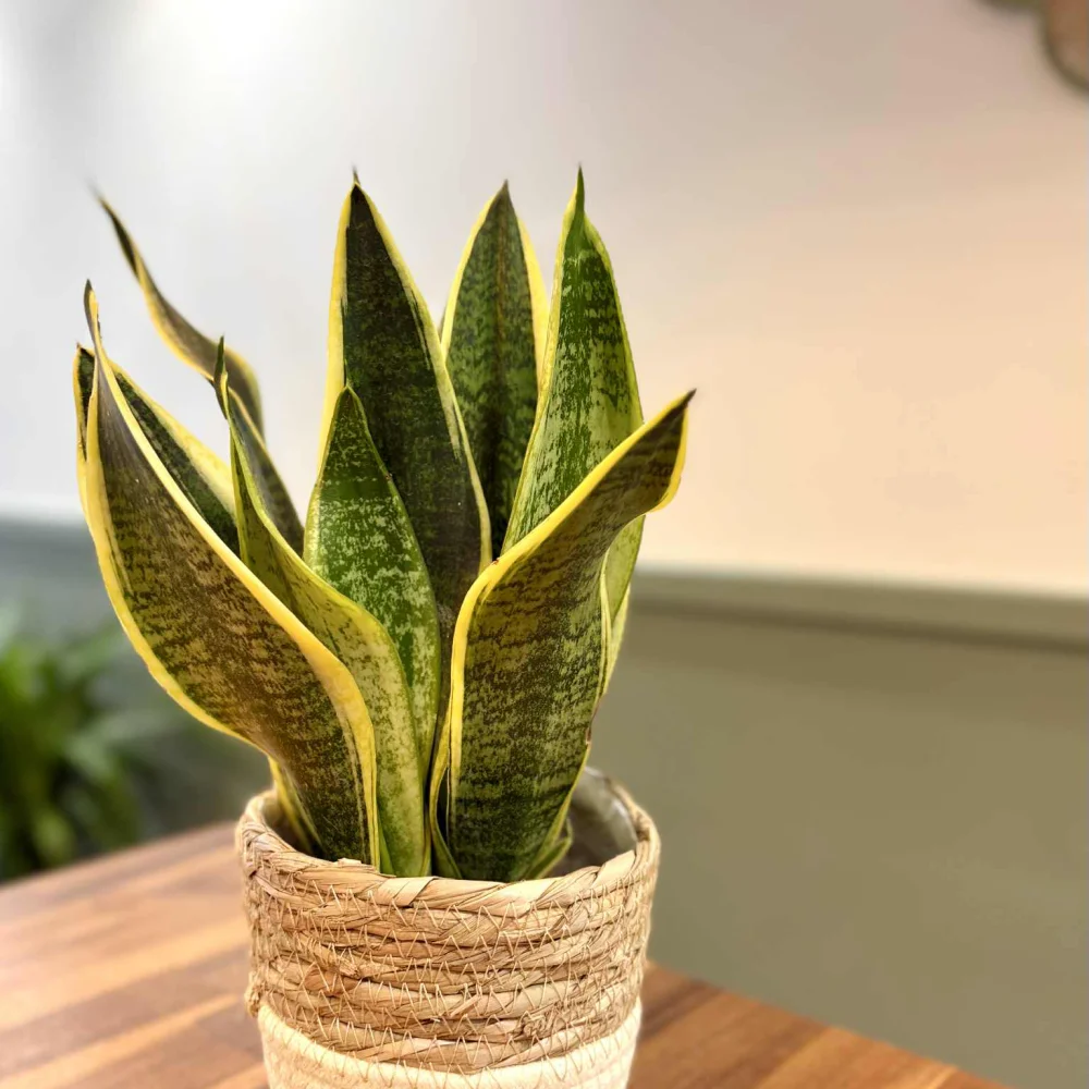 Plante, par Pampa Fleuriste, fleuriste à Paris
