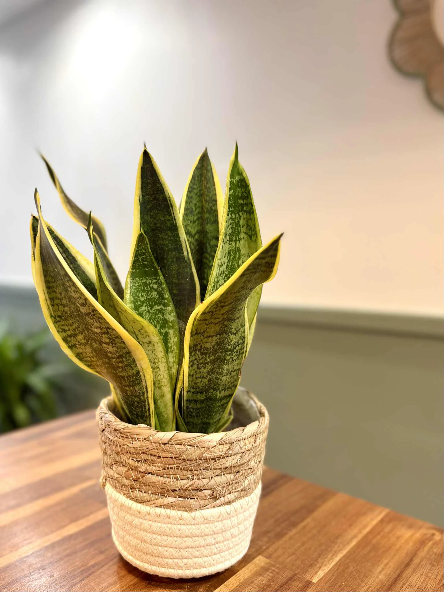 Plante, par Pampa Fleuriste, fleuriste à Paris