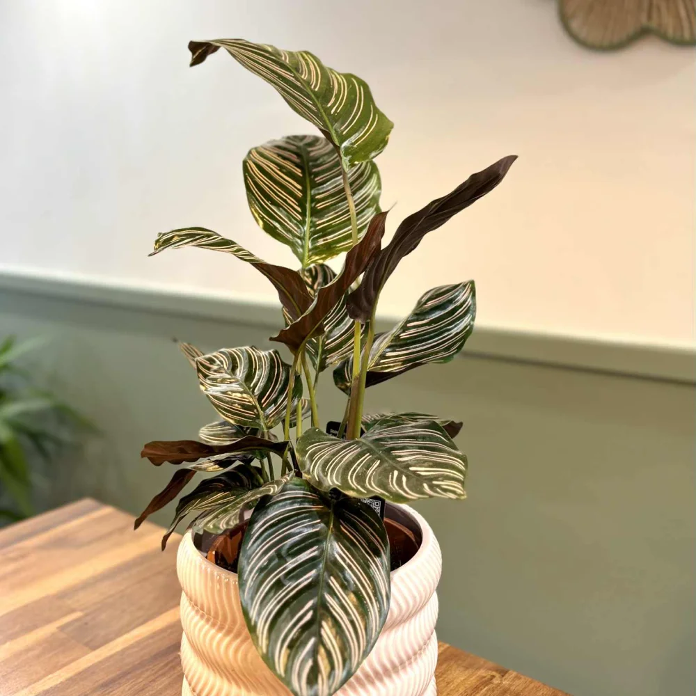 Plante