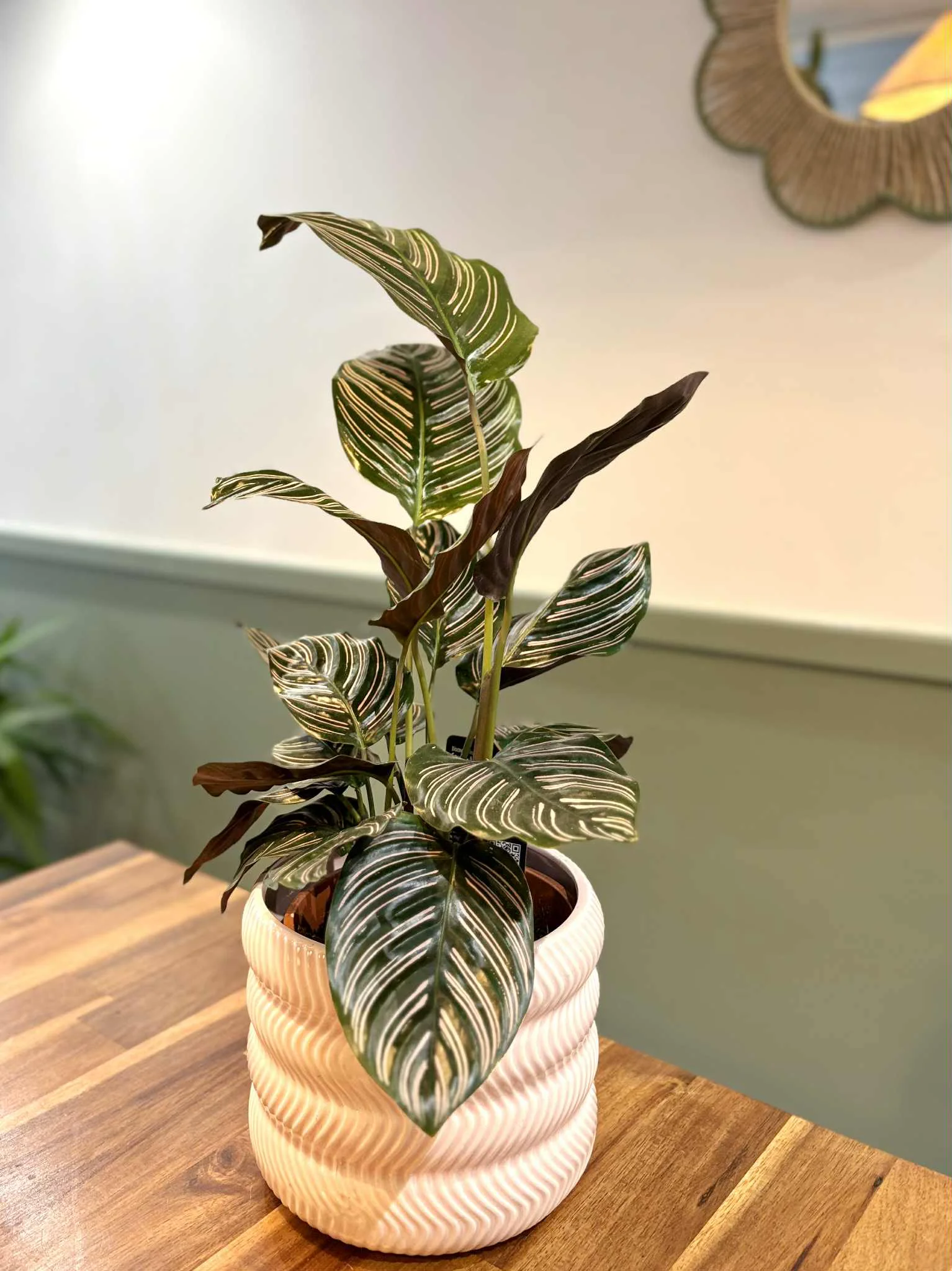 Plante « Calathéa », par Pampa Fleuriste, fleuriste à Paris