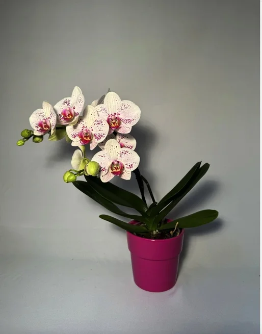 Orchidée, par Le Bouquet Varié, fleuriste à Uccle
