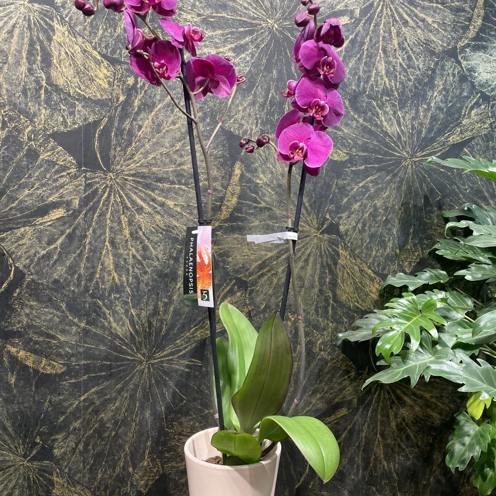 orchidée 2 tige avec le pot, par Mademoiselle Pivoine, fleuriste à Paris