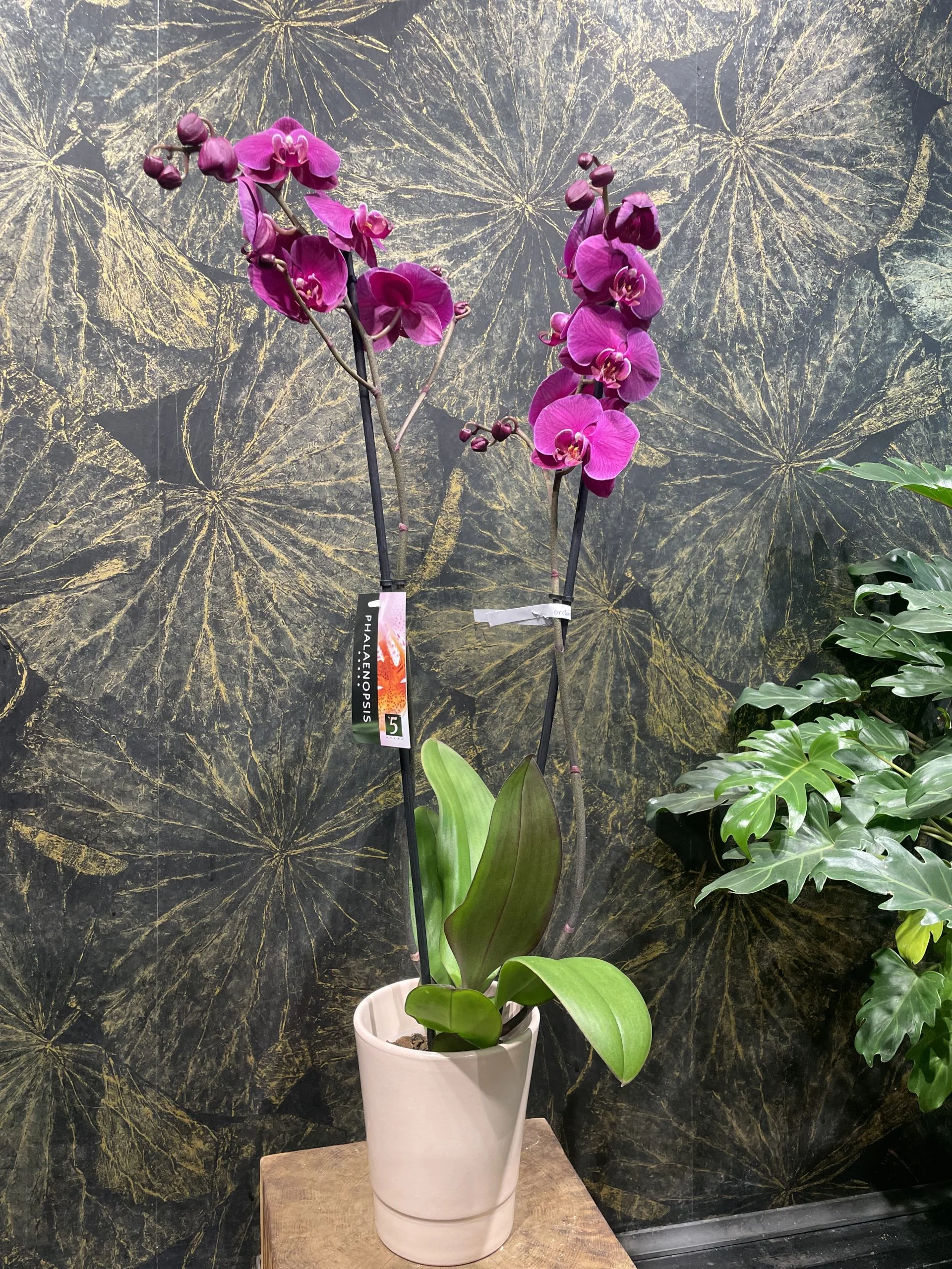 orchidée 2 tige avec le pot, par Mademoiselle Pivoine, fleuriste à Paris