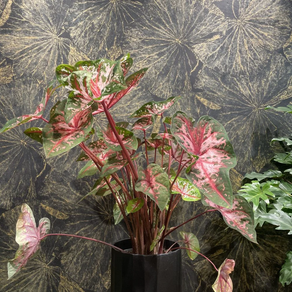 caladium avec le pot, par Mademoiselle Pivoine, fleuriste à Paris