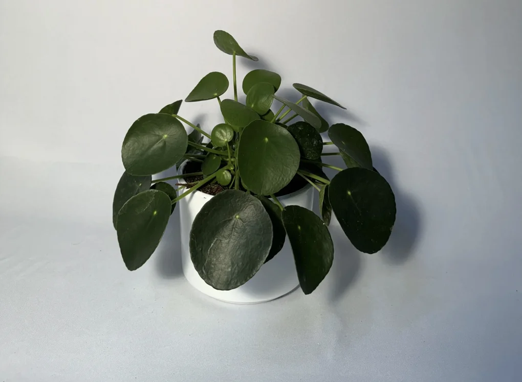 Plante Pilea, par Le Bouquet Varié, fleuriste à Uccle