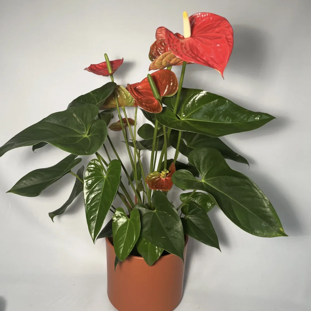Plante d’anthurium, par Le Bouquet Varié, fleuriste à Uccle