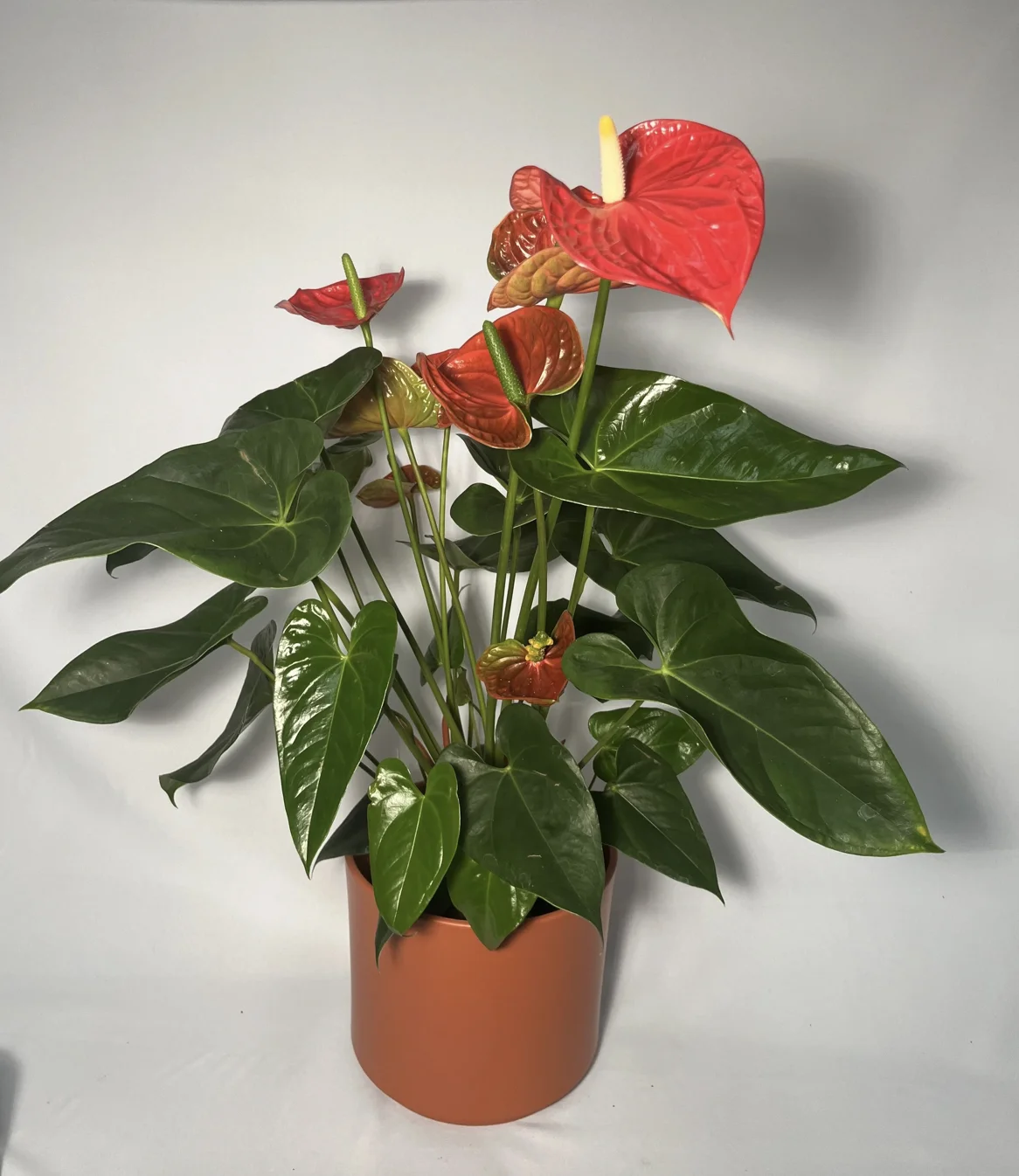 Plante d’anthurium, par Le Bouquet Varié, fleuriste à Uccle