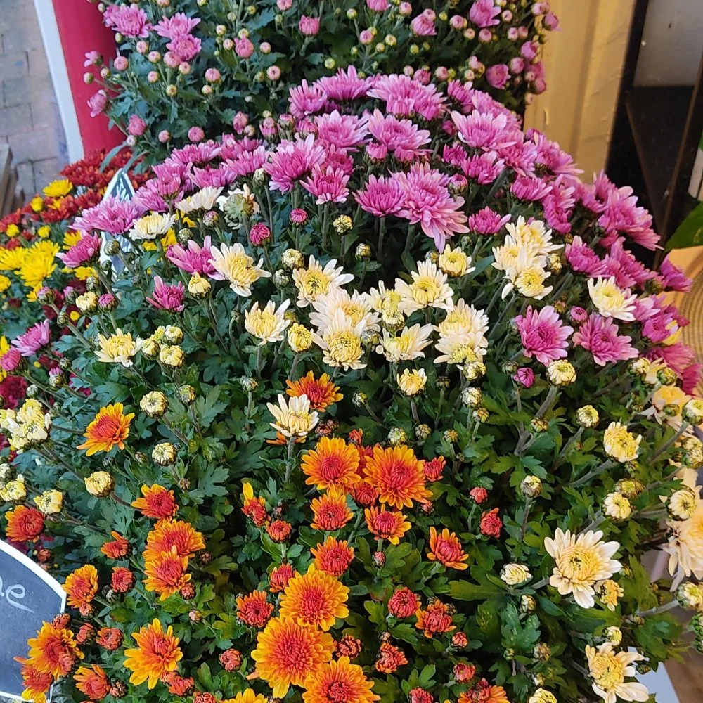 Chrysanthème en Jardinière, par Arrosoir Et Pollen, fleuriste à Cosne-Cours-sur-Loire