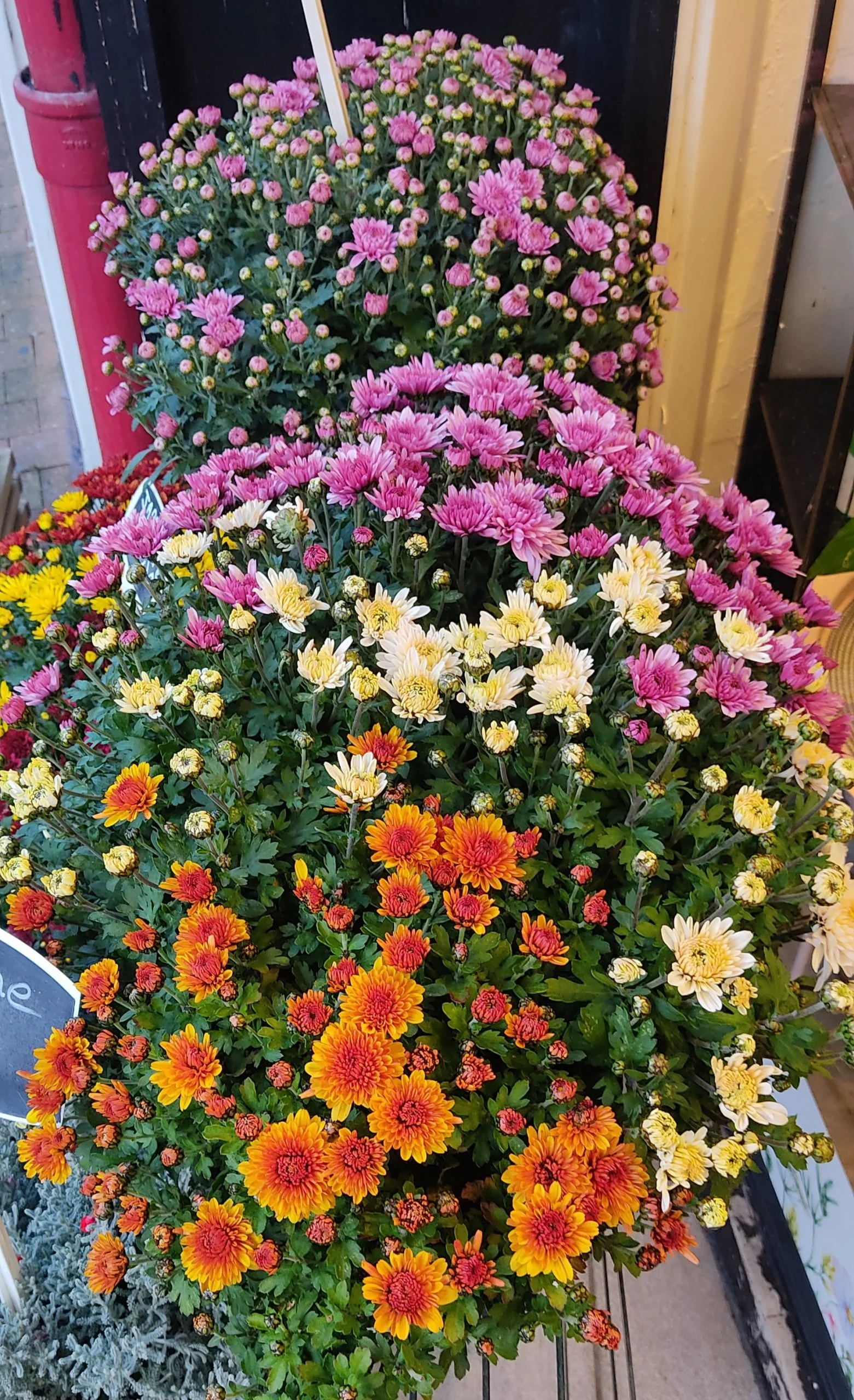 Chrysanthème en Jardinière, par Arrosoir Et Pollen, fleuriste à Cosne-Cours-sur-Loire