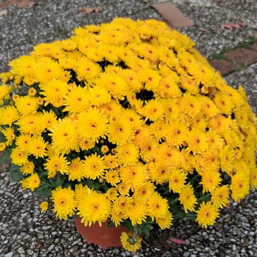 Chrysanthème, par Bonheur des fleurs, fleuriste à La Montagne