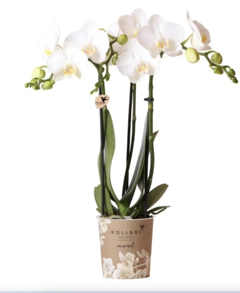 Orchidée 2 branches, par Canopée Marseille, fleuriste à Marseille