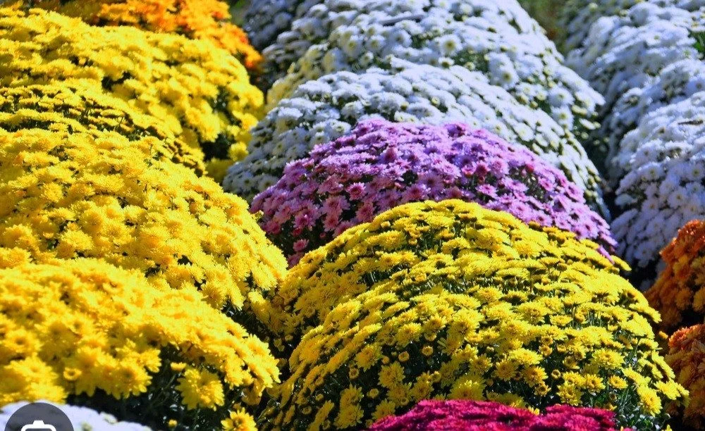 Chrysanthèmes Plantes, par Au Coin du Bonheur, fleuriste à Mesnil-Roc'h