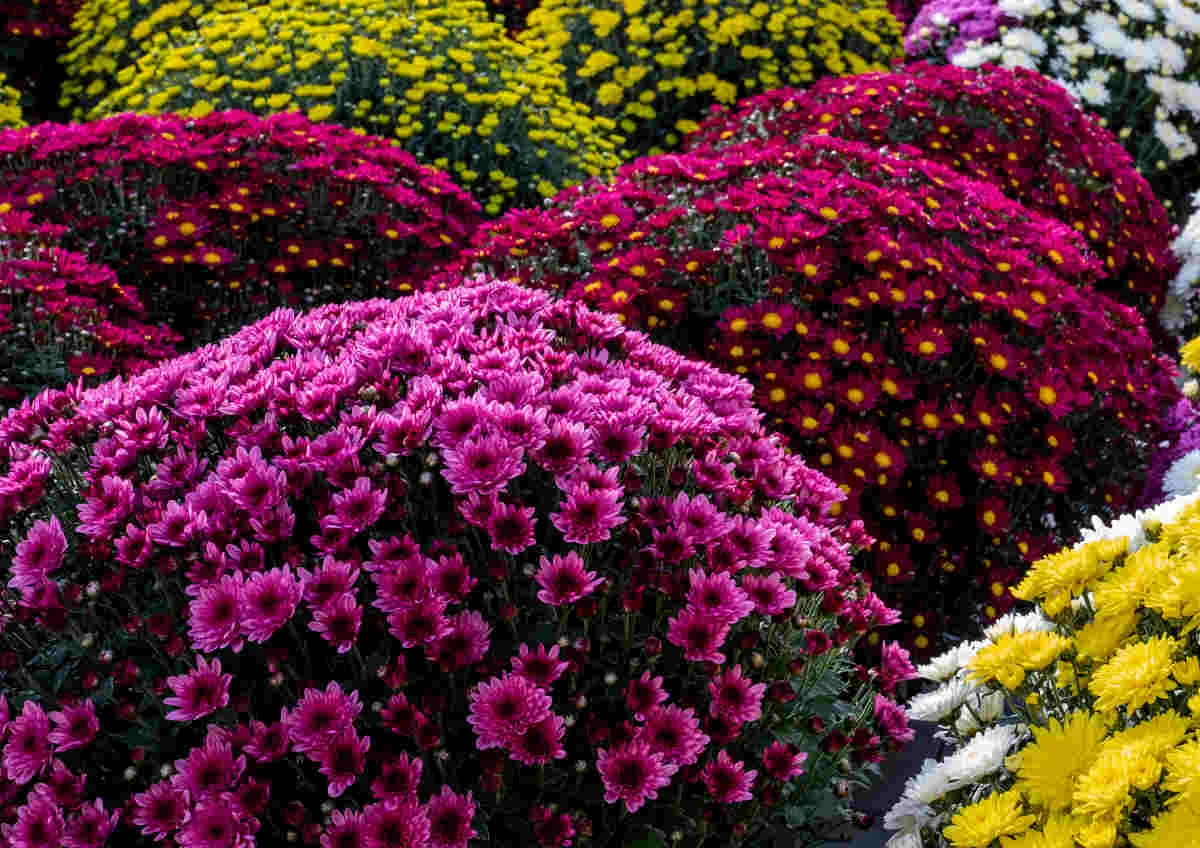 Chrysanthème Toussaint, par Empreinte de Violettes, fleuriste à Six-Fours-les-Plages