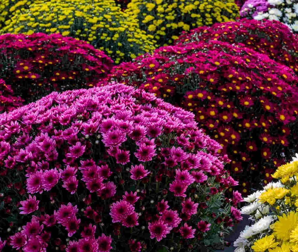 Plante - Chrysanthème, par Les fleurs de Célony, fleuriste à Aix-en-Provence