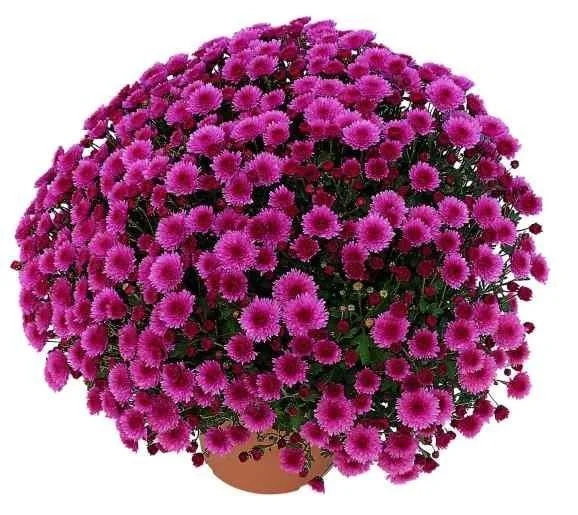 Chrysanthèmes, par Eclosion Végétale, fleuriste à Pernes-les-Fontaines