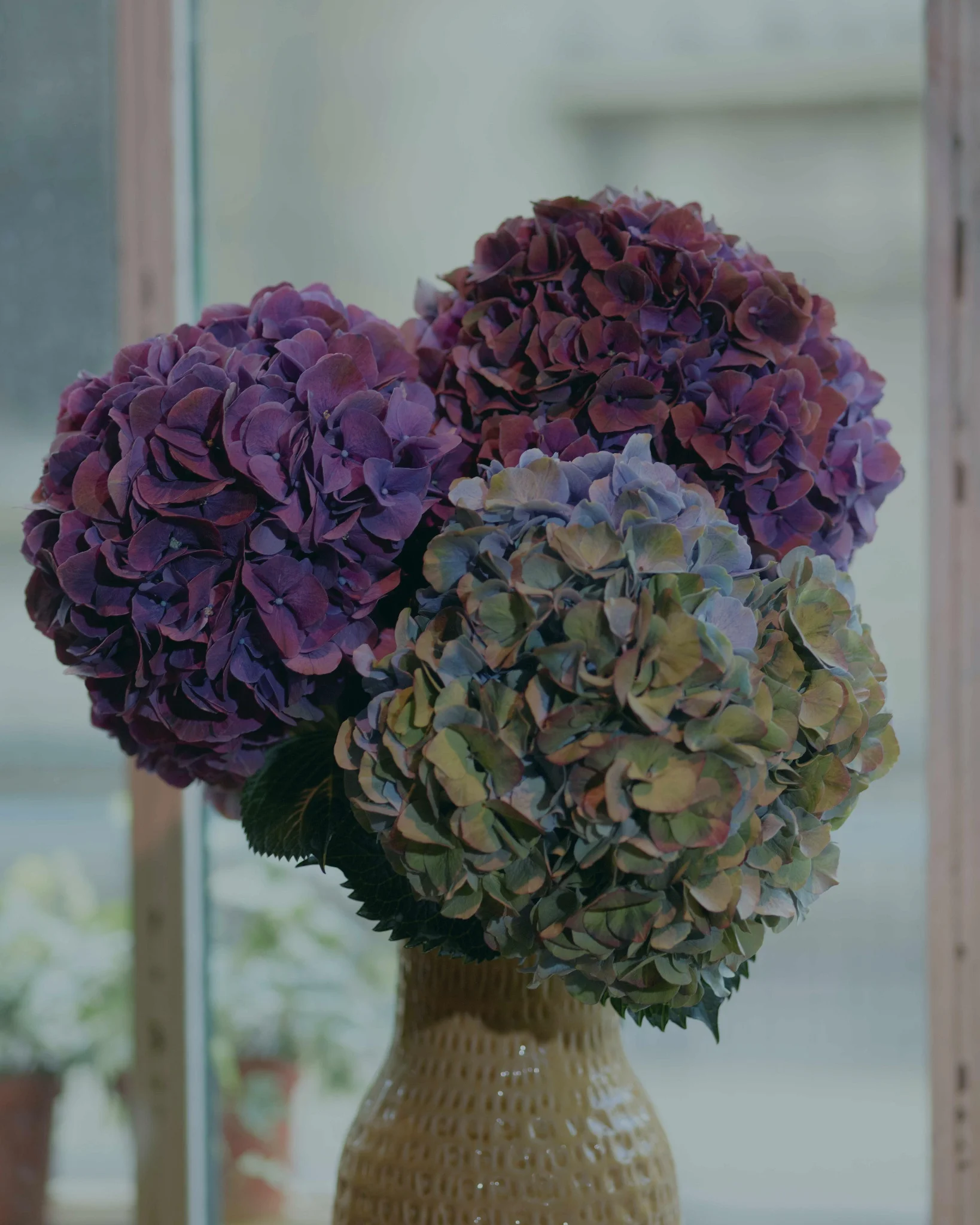 Les plus beaux bouquets d'Hortensias livrés par votre artisan fleuriste