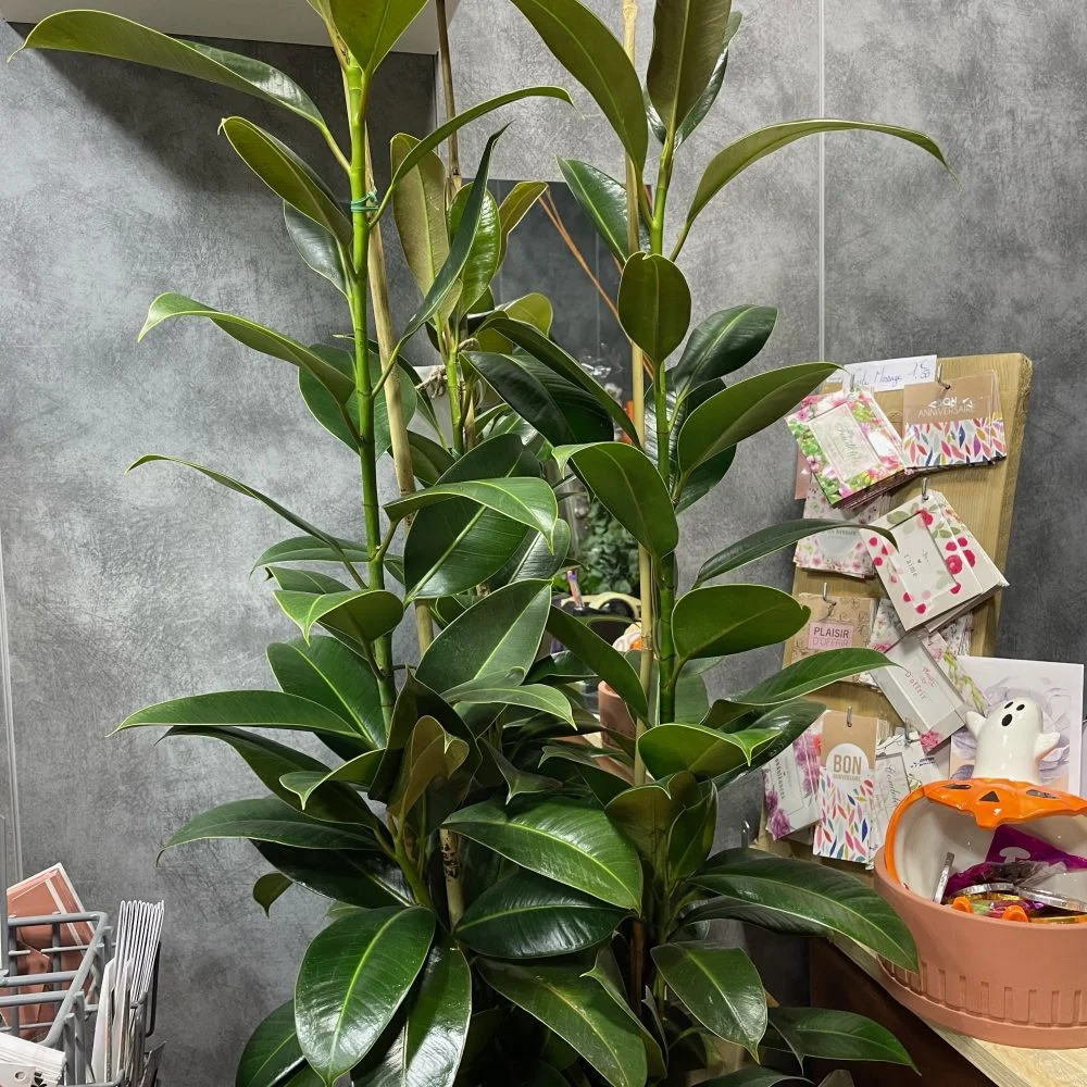 ficus élastica, par Eglantine et Pivoine, fleuriste à Davézieux