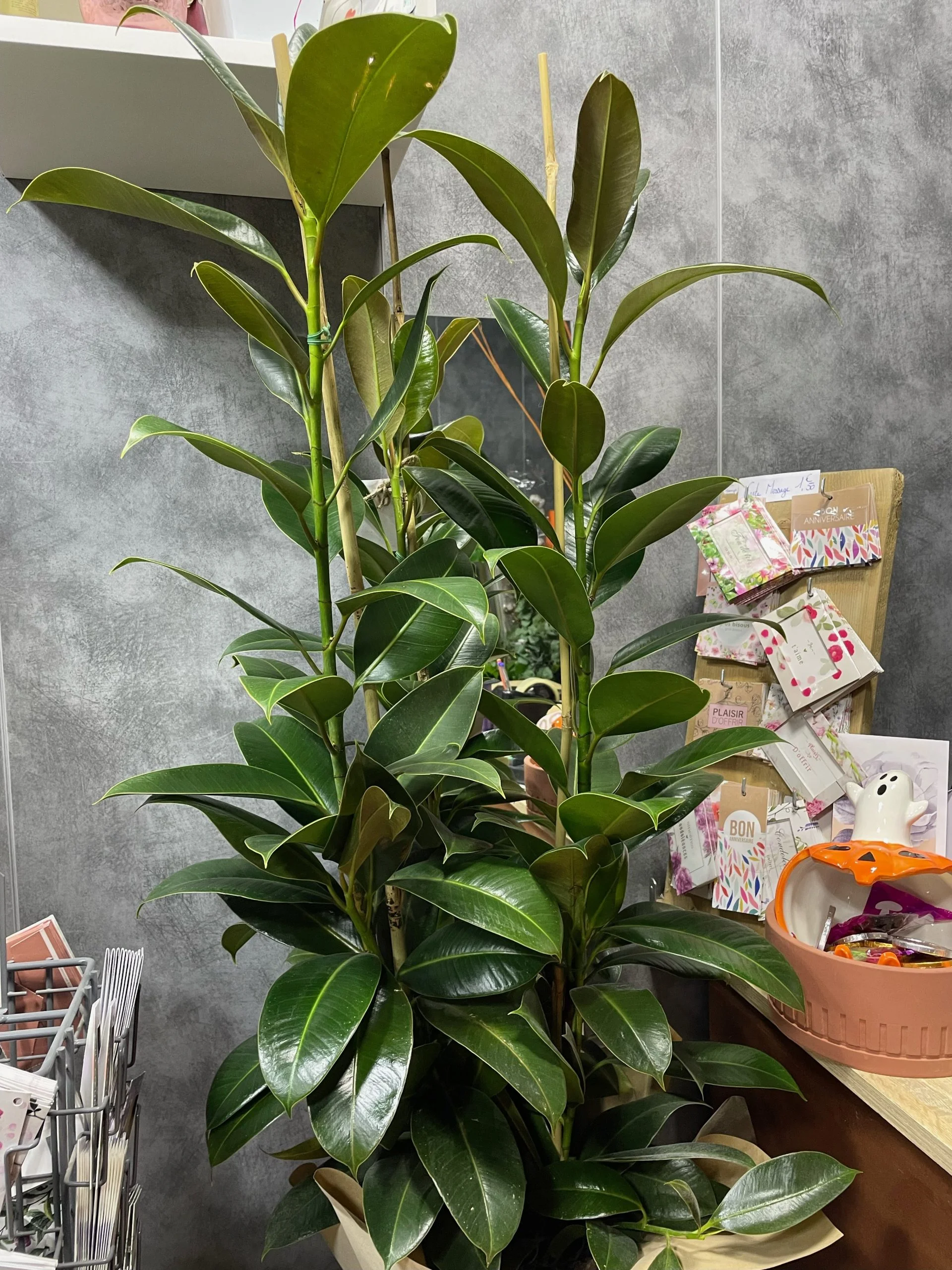 ficus élastica, par Eglantine et Pivoine, fleuriste à Davézieux