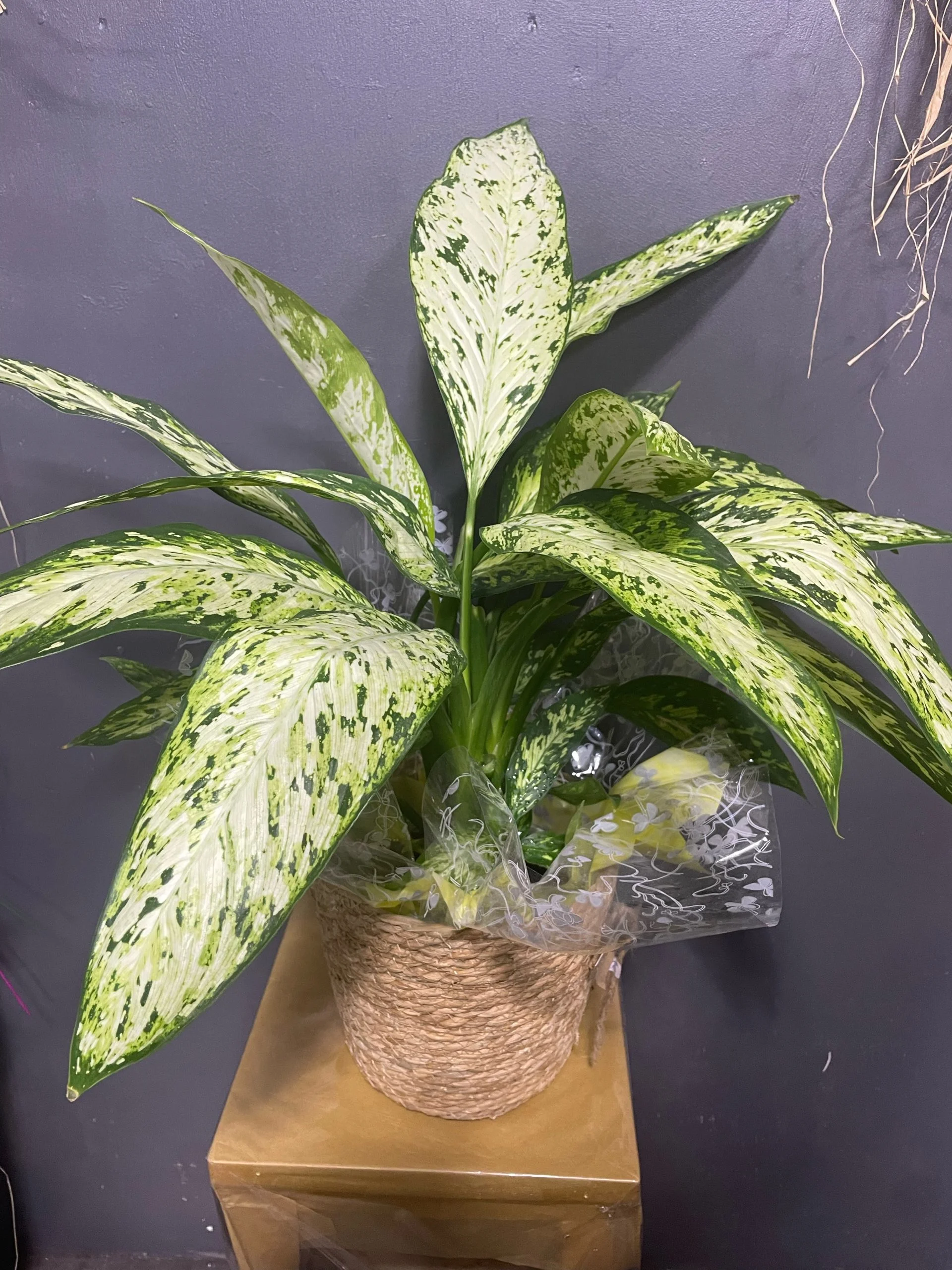 Dieffenbachia vesuvius, par Eglantine et Pivoine, fleuriste à Davézieux