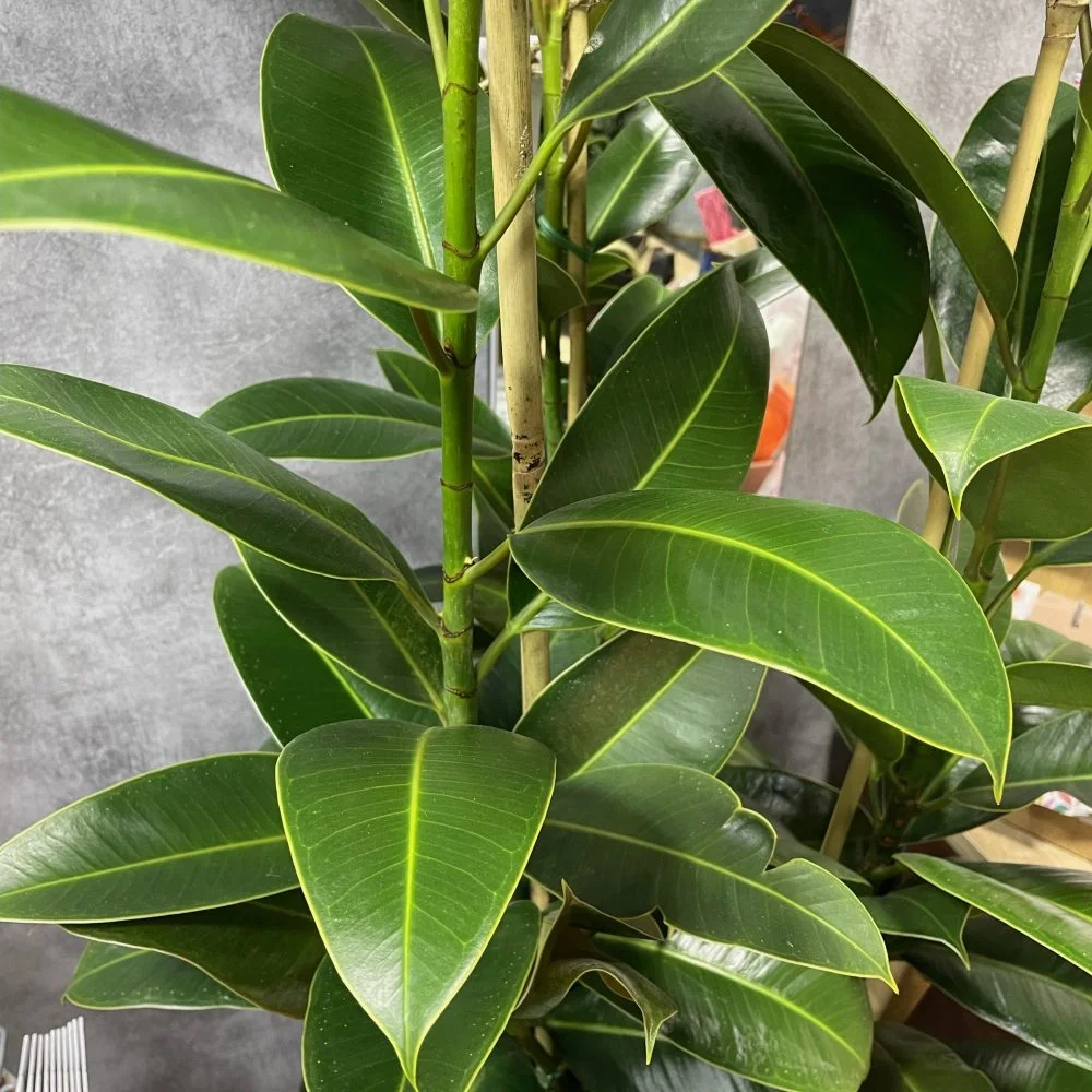 ficus élastica, par Eglantine et Pivoine, fleuriste à Davézieux