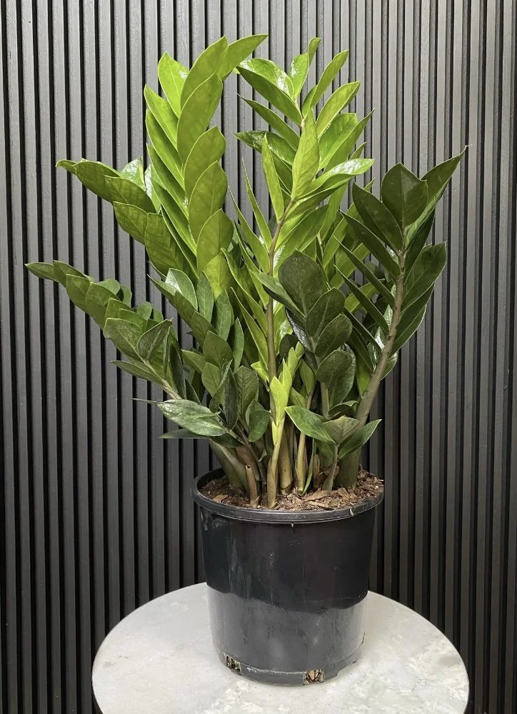 Zamioculcas – Zamioculcas zamiifolia, par Les fleurs de Célony, fleuriste à Aix-en-Provence