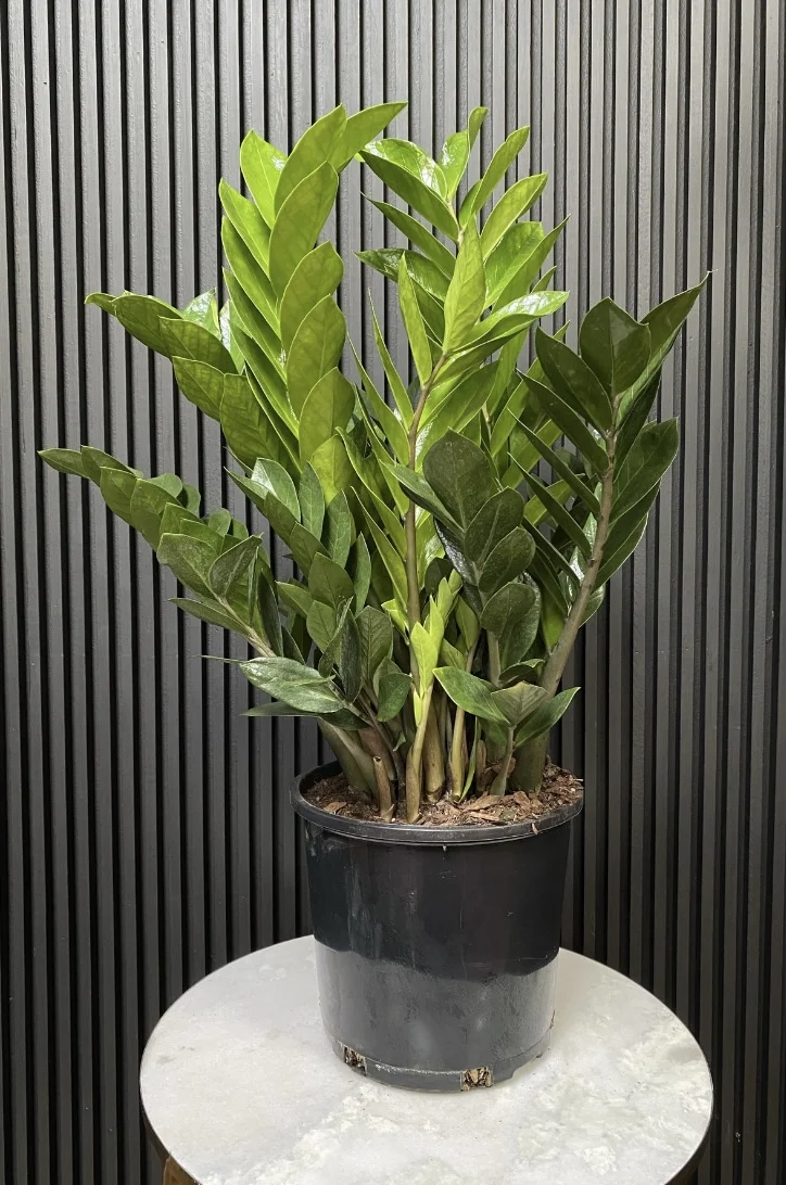 Zamioculcas – Zamioculcas zamiifolia, par Les fleurs de Célony, fleuriste à Aix-en-Provence