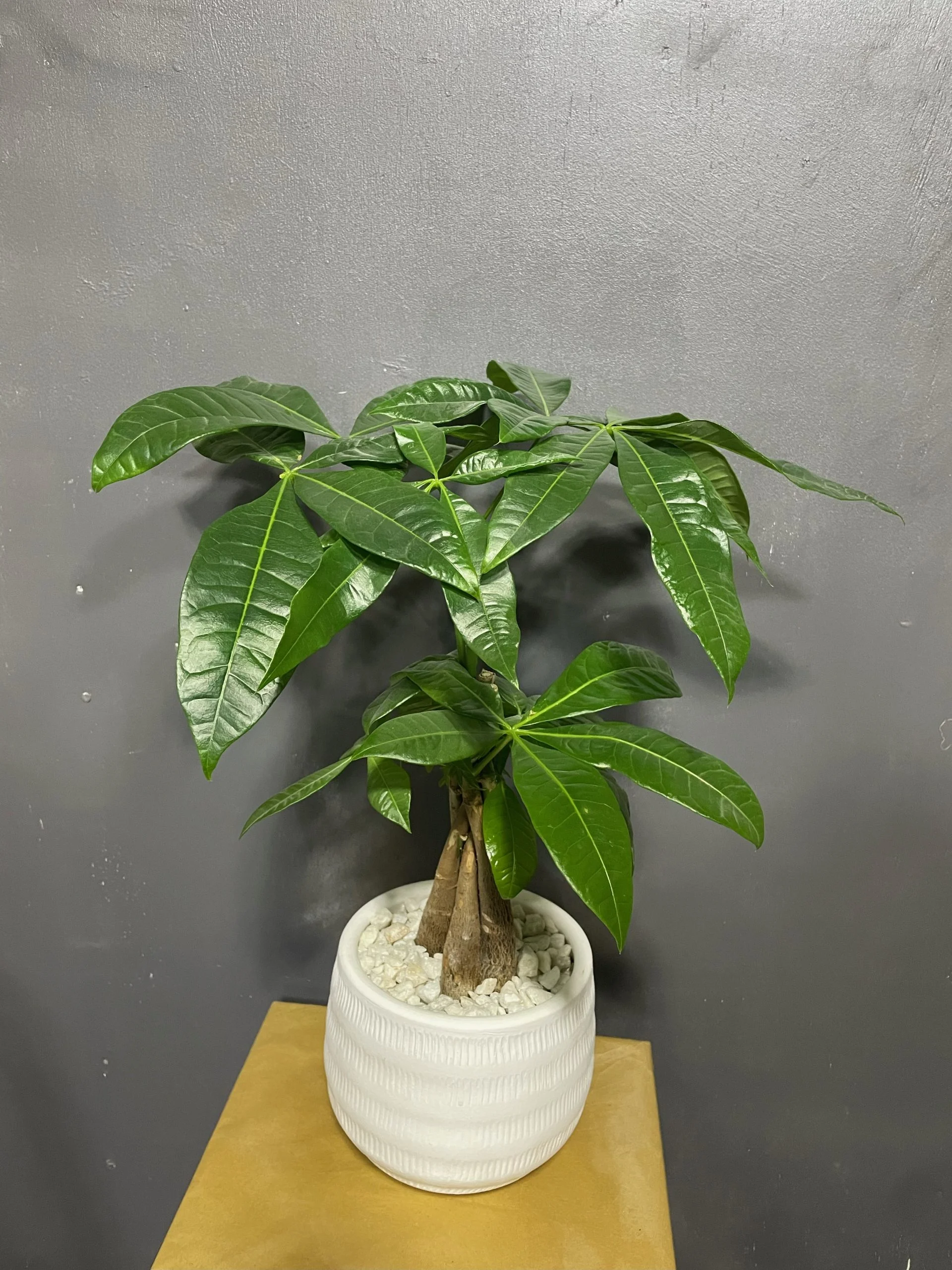 Pachira, par Eglantine et Pivoine, fleuriste à Davézieux