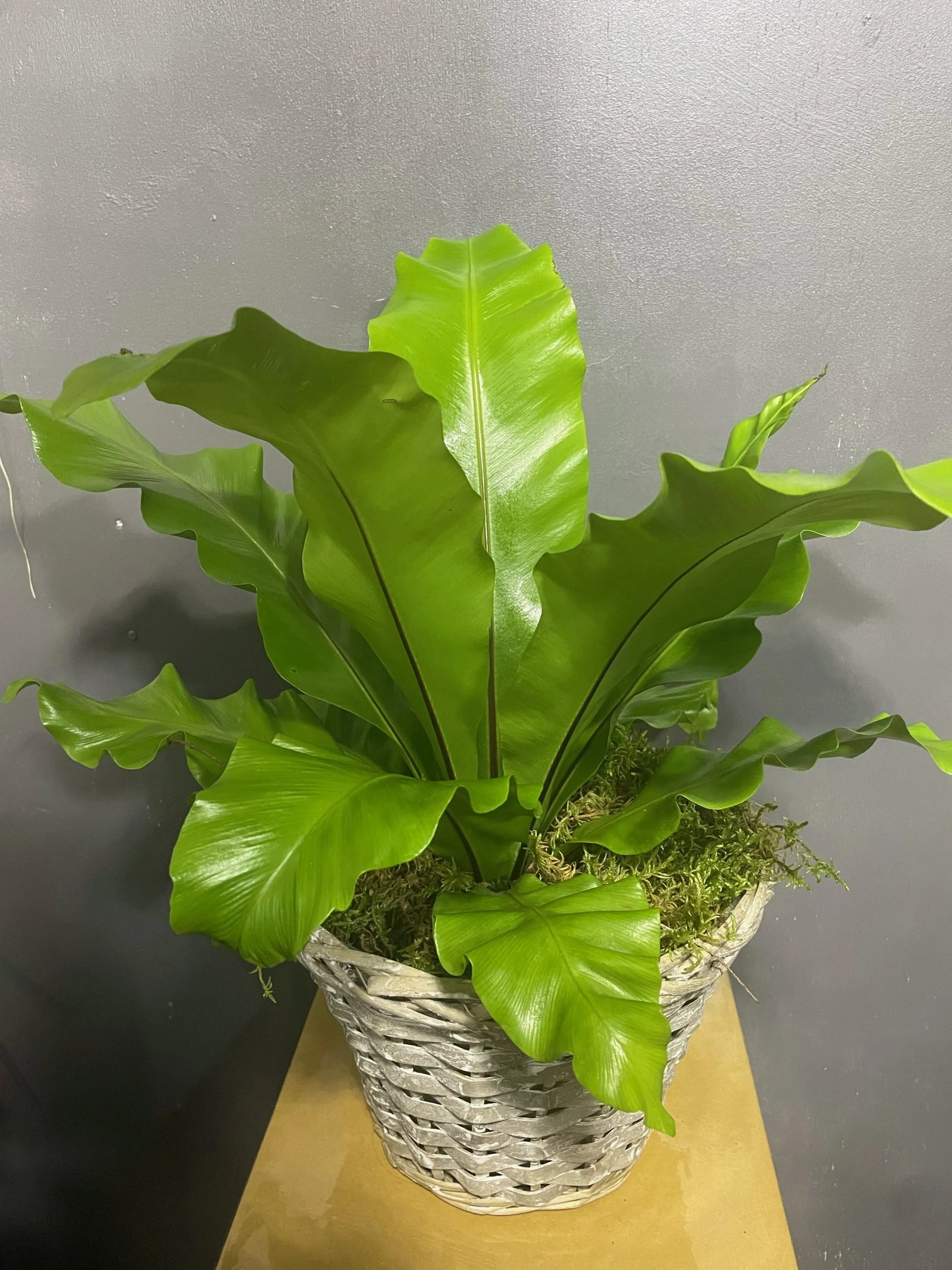 Fougére nid d’oiseaux, par Eglantine et Pivoine, fleuriste à Davézieux